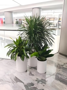 余姚花卉租赁价优，打造别样实惠景观！